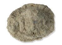 F 03053
<br/>
<br/>
<em></em>